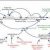 Priya Namak Company – Revamping the Distribution Structure